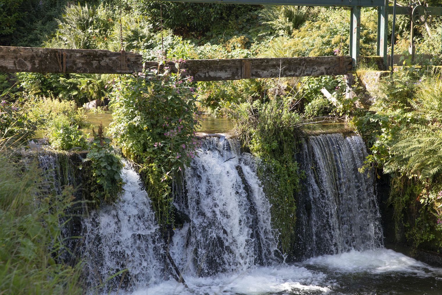 Der Forbach in Christophstal