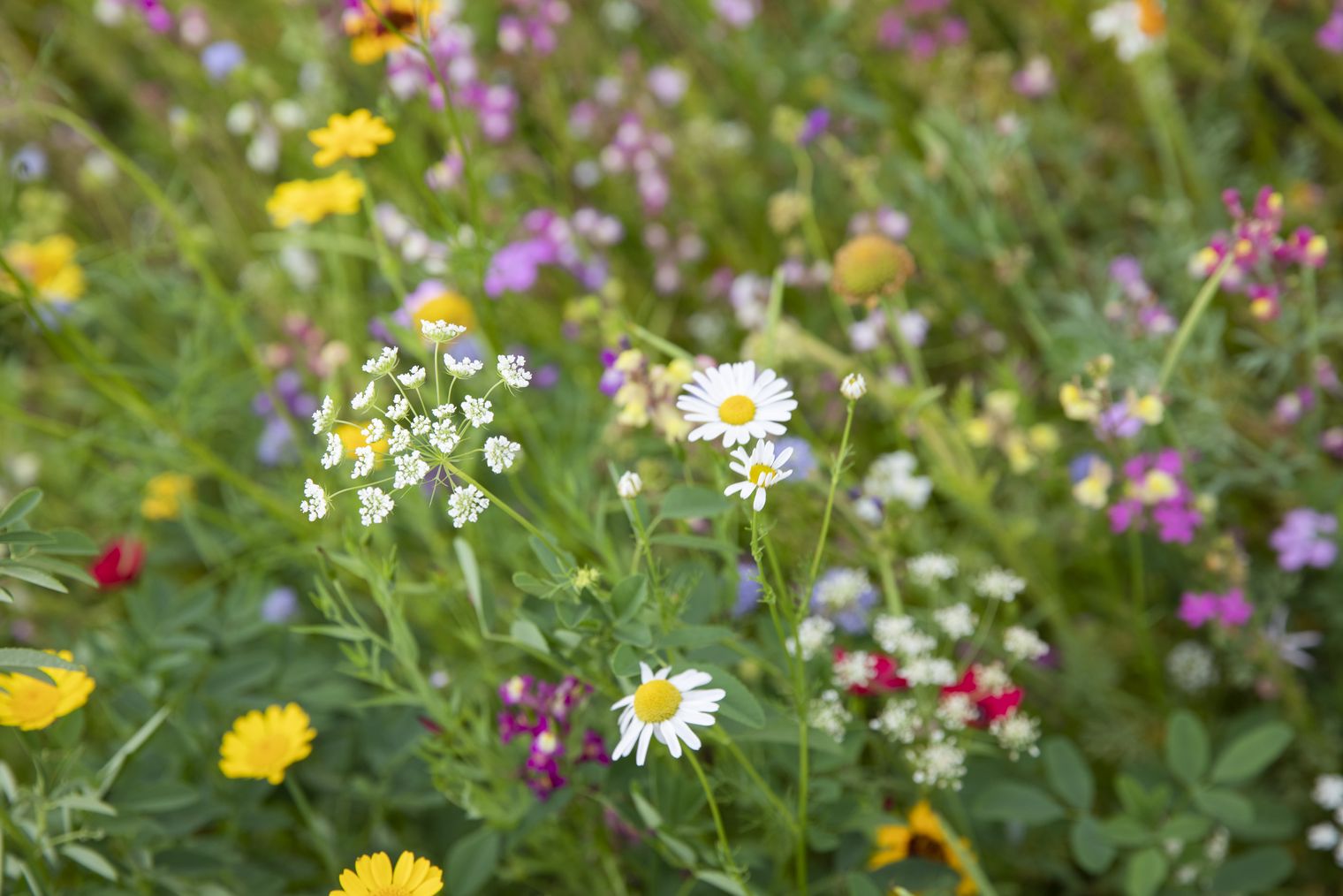 Blumenwiese