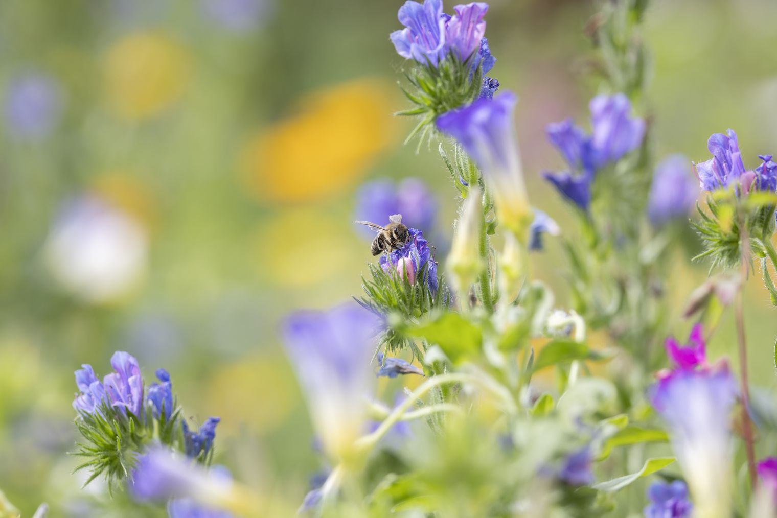 Blumenwiese im Forbachtal, eine Biene sitzt auf einer blauen Blüte