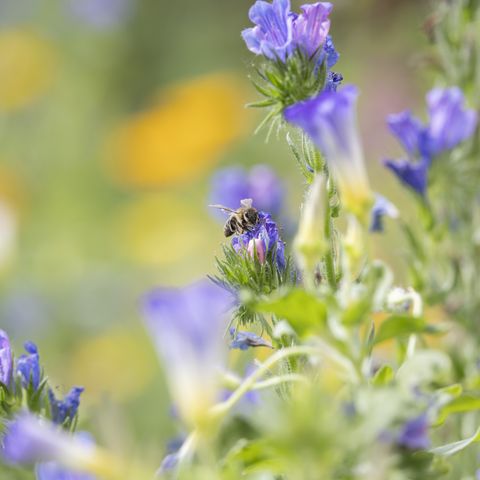 Blumenwiese im Forbachtal, eine Biene sitzt auf einer blauen Blüte