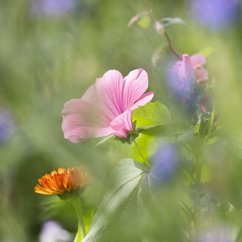 Headerbild Rosa Blume im Blumenbeet